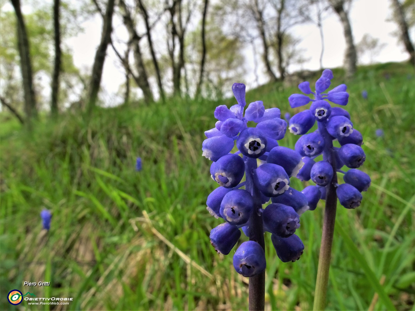 26 Fiori di Muscari.JPG